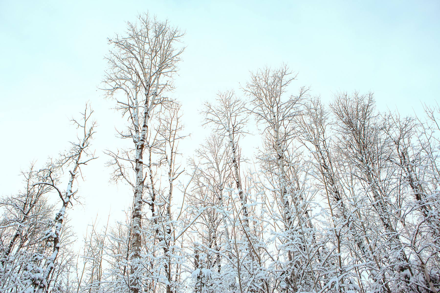 Trees2
